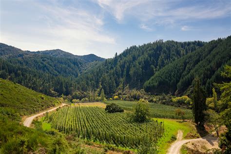 New Zealand Hops