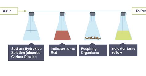 Igcse Biology Practical Investigate The Evolution Of