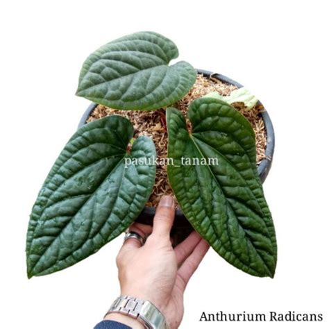 Jual Tanaman Hias Anthurium Radicans Kuping Gajah Radicans Ori