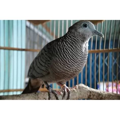 Jual BURUNG PERKUTUT MAJAPAHIT Shopee Indonesia