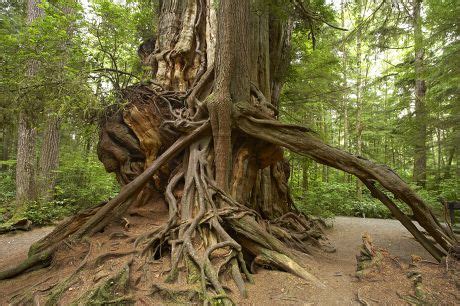 Western Red Cedar Thuja Plicata Big Editorial Stock Photo Stock Image