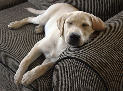 Labrador Retriever Health Problems You Should Know About