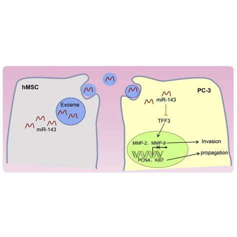 Exosomes Derived From Mir Overexpressing Mscs Inhibit Cell