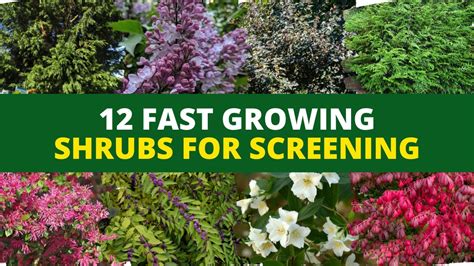 Fast Growing Tall Shrubs For Privacy