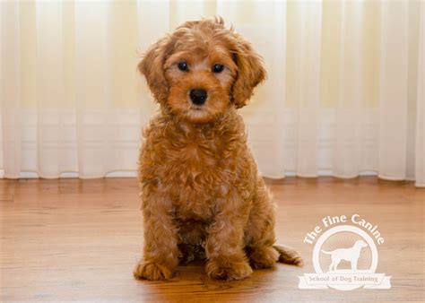 Walter The 12 Week Old Labradoodle Puppy Labradoodle Puppy Boarding