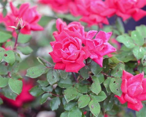 Pruning Knock Out Roses: How To Trim Knock Out Roses | Gardening Know How