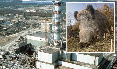 35 năm sau thảm họa Chernobyl giờ đã an toàn hay chưa