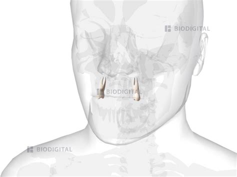 Maxillary first premolar | BioDigital Anatomy