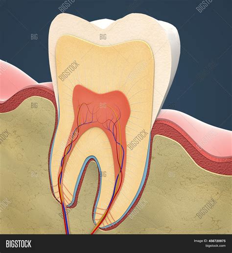 Cross Section Molar Image And Photo Free Trial Bigstock