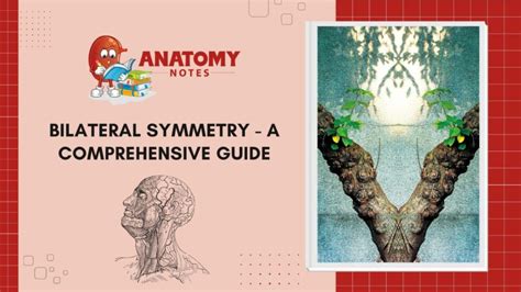 Bilateral Symmetry - A Comprehensive Guide