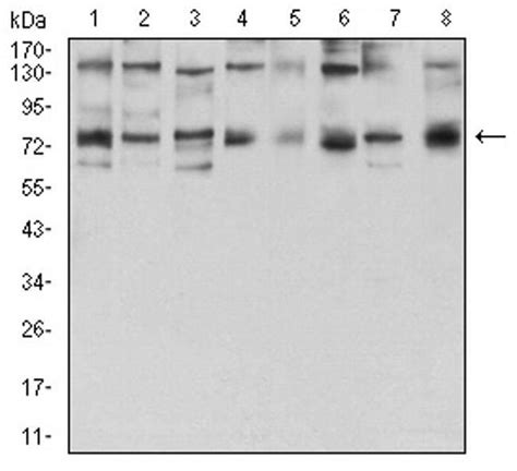 Gfpt Mouse Anti Human Rat Clone F B Invitrogen L