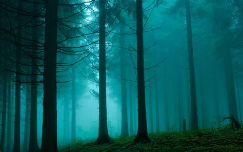 Wallpaper Wood Trees Naked Fog Dense Haze Gloomy Terribly