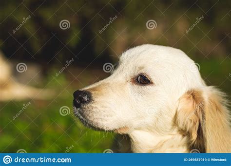 Enfoque Superficial De Un Cachorro Recuperador De Oro Jugando En Un