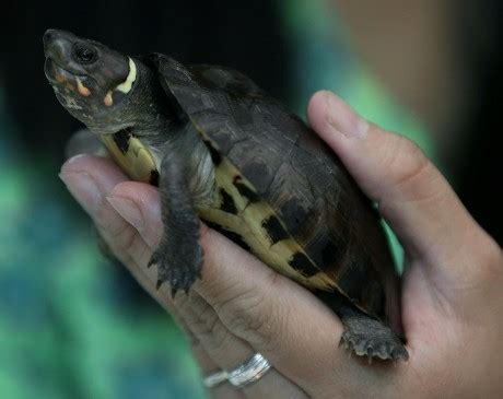 Recovered Philippine Forest Turtle Critically Endangered Editorial ...