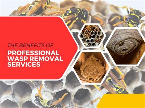 The Benefits Of Professional Wasp Removal Services