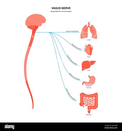 Vagus Nerve Illustration Stock Photo Alamy