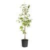 Brighter Blooms 3 Gal Fuyu Persimmon Tree PER FUY 34 3 The Home Depot