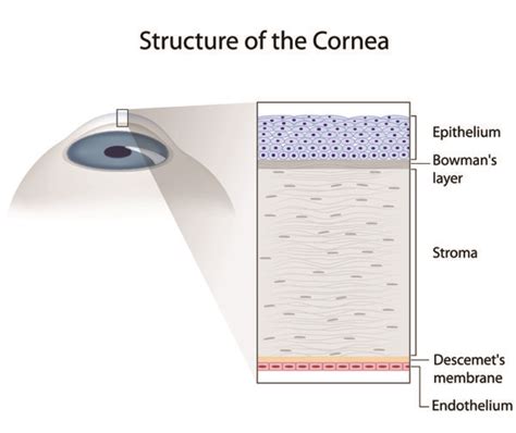 Cornea Specialists East Valley Ophthalmology Eye Doctors Mesa AZ