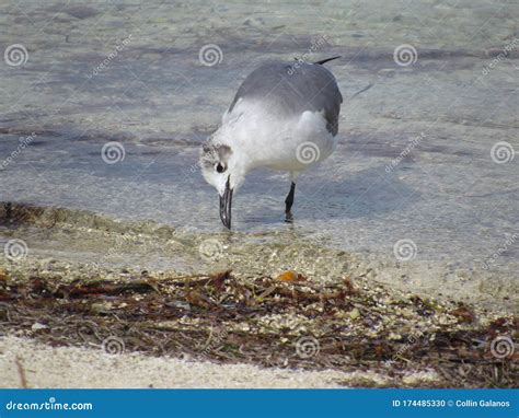 large seagull picks   sand   shore stock photo image
