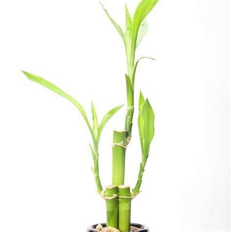 Lucky Bamboo Plant | Star Nursery Garden and Rock Centers