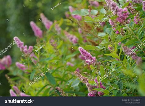 Pink Rose Spirea Spiraea Douglasii Known Stock Photo