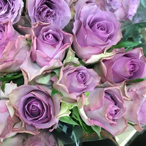 rosa Lavender | Rose varieties, Flowers, Fresh flowers