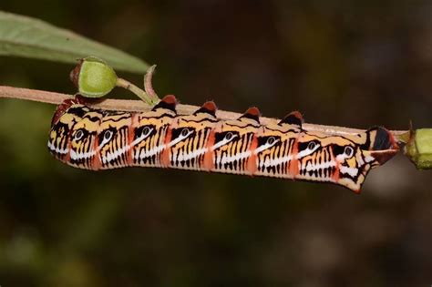 Eumorpha Fasciatus Sphingidae Of The United States Of America