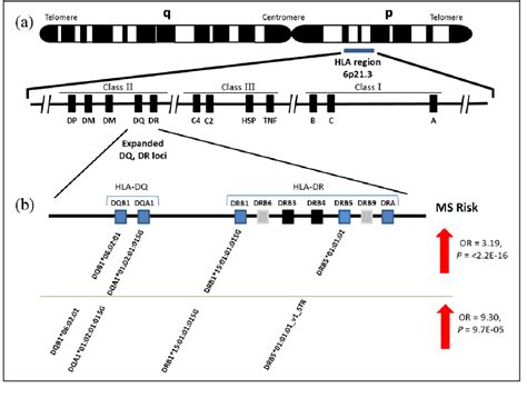 Figure From Deconstruction Of Hla Drb And Hla Drb