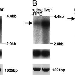 Northern Blot Analysis And Rt Pcr Of Oatp And Rna G For