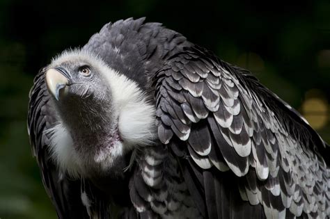 Rueppells Griffon Vulture, looks up. by Digby Rogers - Photo 97887599 / 500px