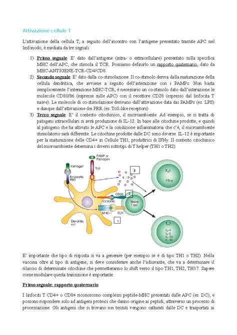 Attivazione Cellule T Primo Secondo E Terzo Segnale Attivazione