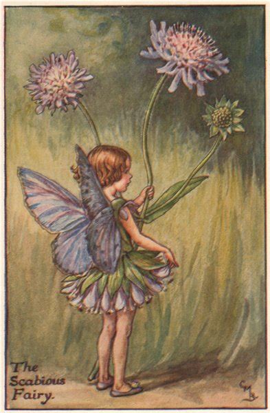 Forget Me Not Fairy By Cicely Mary Barker Summer Flower Fairies C1935