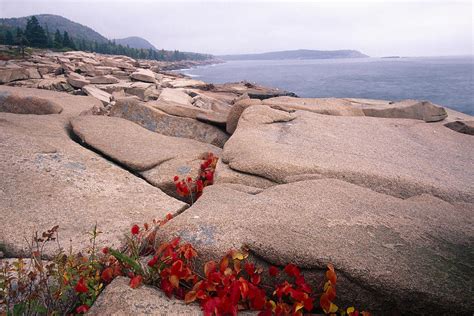 Granite Rocks Of Otter Point Acadia Natl Park Maine Photograph By