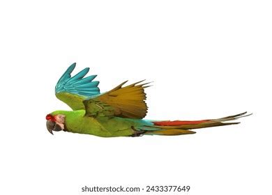 Colorful Flying Military Macaw Parrot Isolated Stock Photo 2433377649 ...