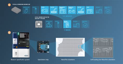 Navigating Challenges In B Cell Diversity By Leveraging Brukers Opto