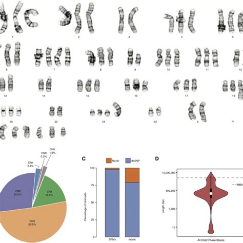 K562 Ploidy And Haplotypes A Representative Karyogram Of K562 Cells Download Scientific