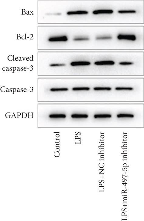 Suppression Of Mir P Reduced Lps Induced Apoptosis And