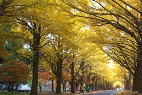 北海道大学のイチョウ並木の紅葉・紅葉便り