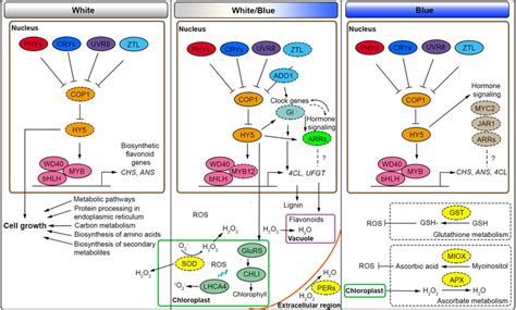 Proposed Model Of The Flavonoid Transcriptional Regulation In Cacao