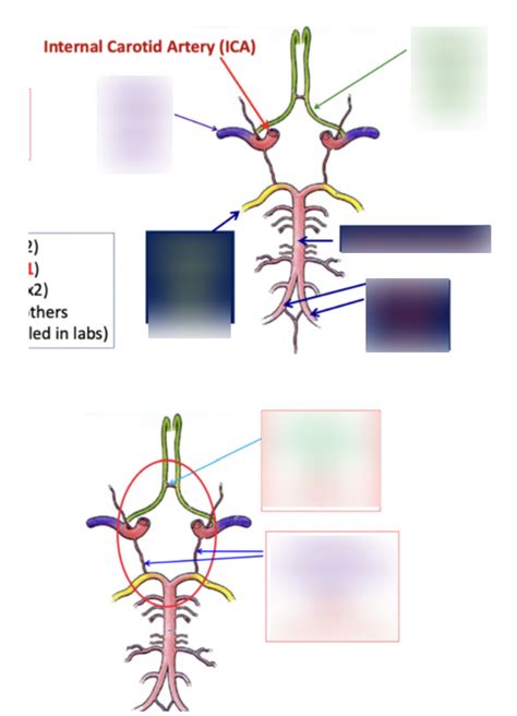 Blood Supply To The Brain Diagram Diagram Quizlet