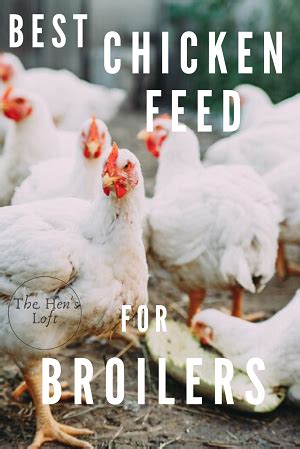 Best Chicken Feed For Broilers And Meat Birds Plus Feed Buyers Guide