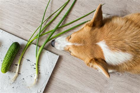 5 plantas para quem tem animais de estimação Tropical Estufas