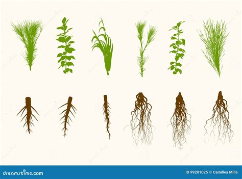 Vector Plants And Roots Set Illustration Stock Vector Illustration Of Design Collection 99201025