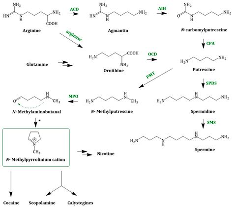 Molecules Free Full Text Tropane Alkaloids Chemistry Pharmacology