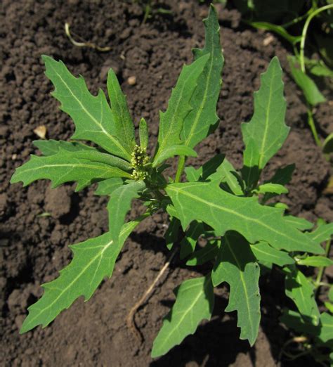 Oxybasis glauca - Изображение особи - Плантариум