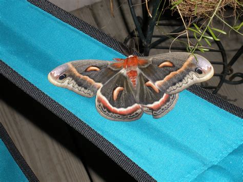 Cecropia moth Hyalophora cecropia | Cecropia moth, Lizard, Moth