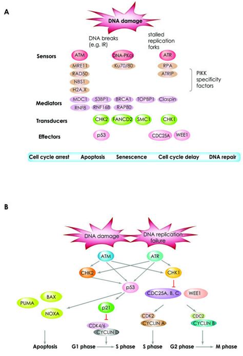 Schematic Representation Of The Dna Damage Signaling That Leads To Download Scientific Diagram