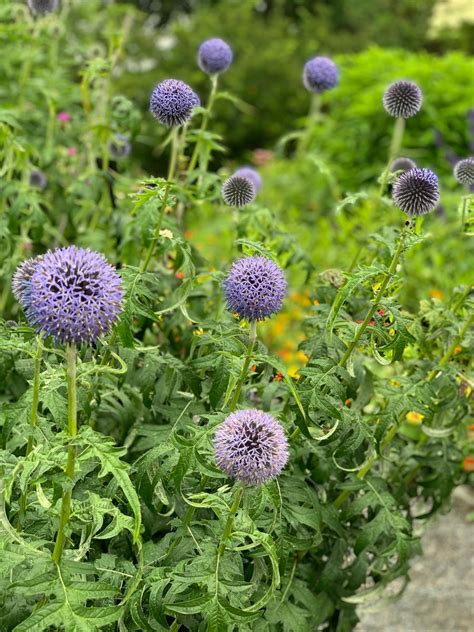 Echinops ritro 'Taplow Blue' — Charlotte Rhoades Park & Butterfly Garden