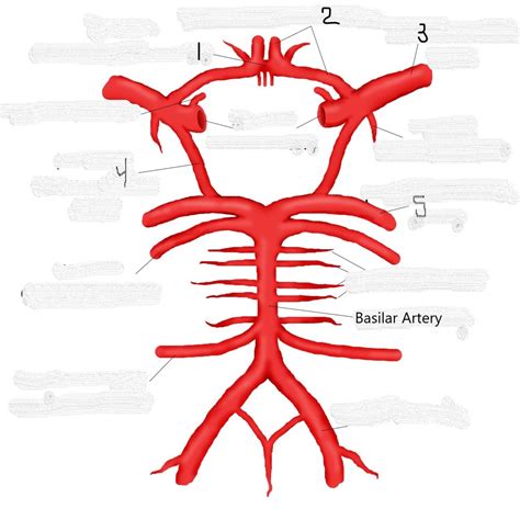 Chapter Neuroanatomy Diagram Quizlet