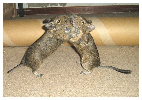 How To Manage Fight Between Degus World Of Degus